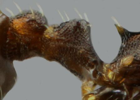 petiole anguleux de Temnothorax exilis