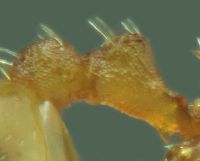 petiole Temnothorax unifasciatus