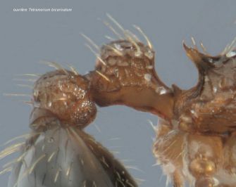 petiole Tetramorium bicarinatum