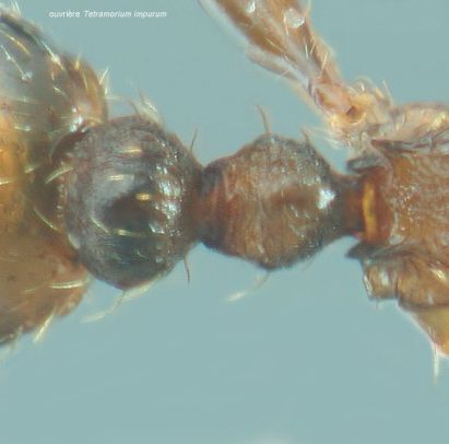 petiole Tetramorium impurum