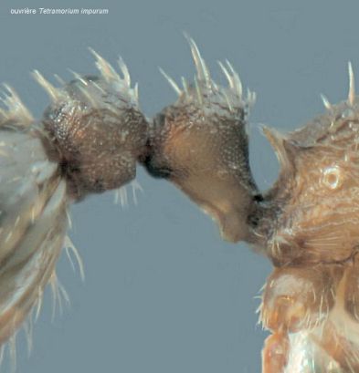 petiole Tetramorium impurum