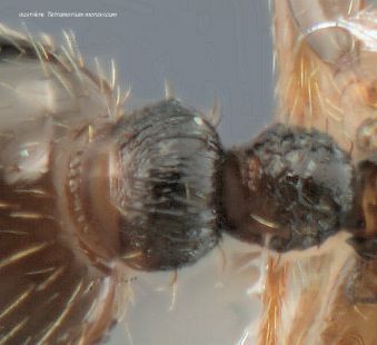 petiole Tetramorium moravicum