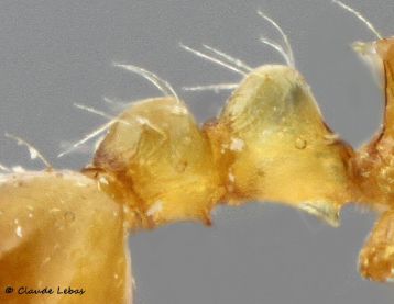 petiole  Temnothorax  kutteri