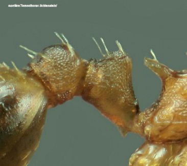 petiole  Temnothorax lichtensteini