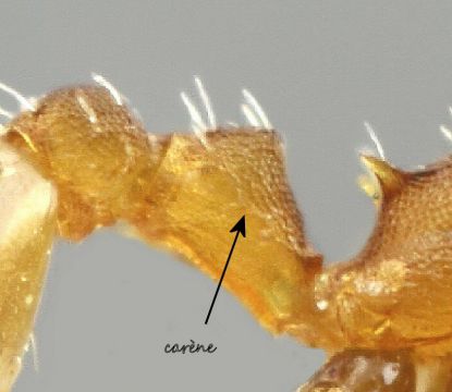 petiole Temnothorax rabaudi