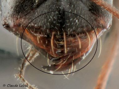 clypeus Cataglyphis piliscapus