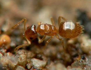 reine Plagiolepis xene