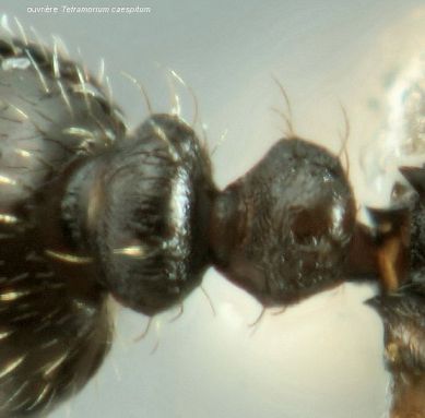 petiole Tetramorium caespitum