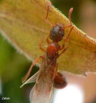 reine Myrmica specioidesvà l‘essaimage