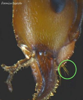 clypeus Formica exsecta