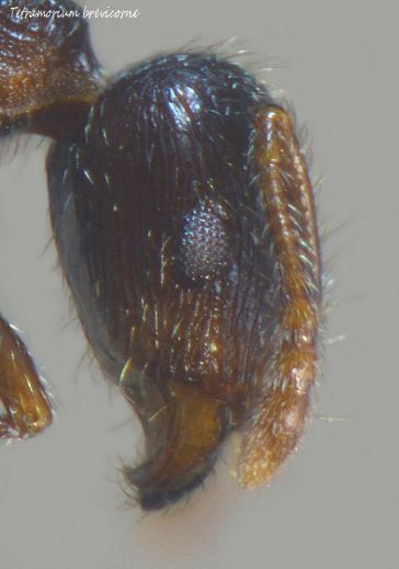 scape court de Tetramorium brevicorne