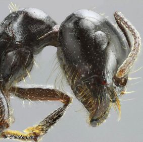 psammophore  d‘un major Messor bouvieri