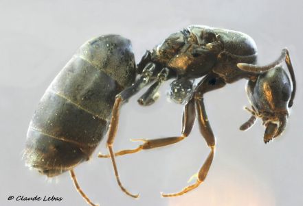 reine Tapinoma madeirense