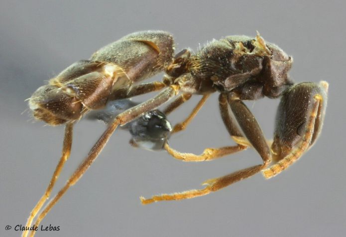reine Bothriomyrmex meridionalis