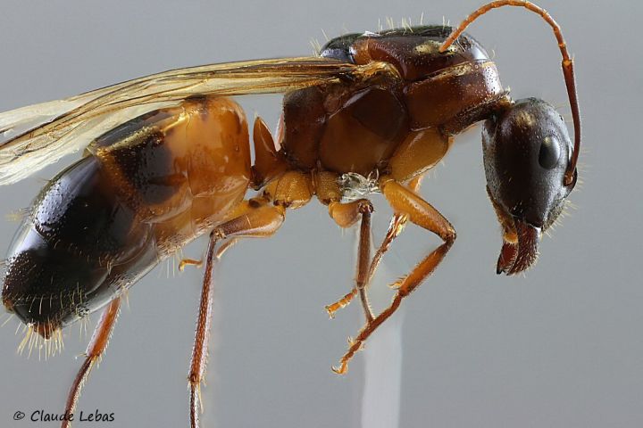 reine( princesse ailée)  Camponotus  pilicornis
