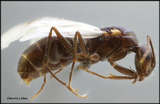 reine Camponotus universitatis