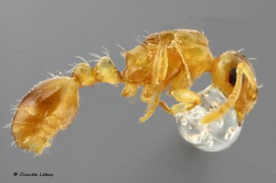 reine Temnothorax  kutteri