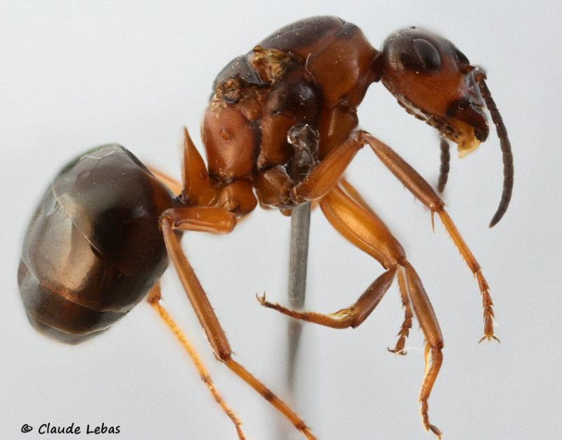 reine Formica polyctena