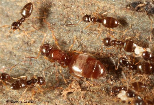 reine Plagiolepis pygmaea