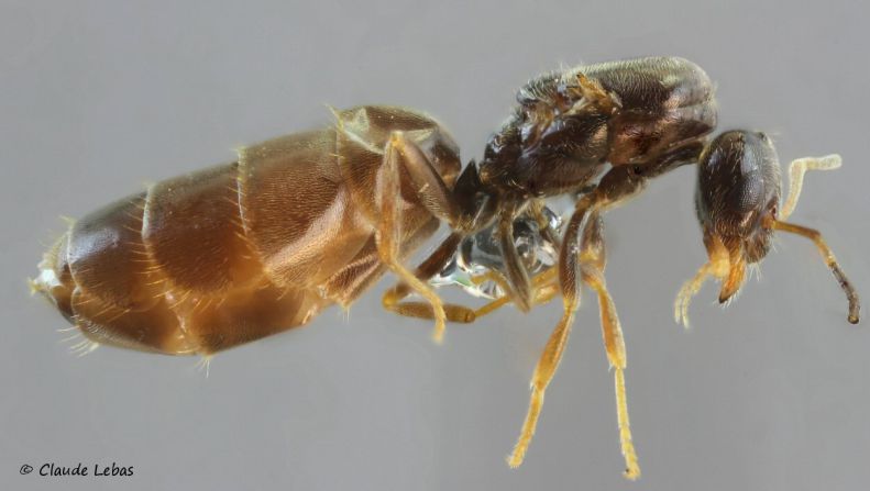 reine Plagiolepis taurica ( vidobonensis )