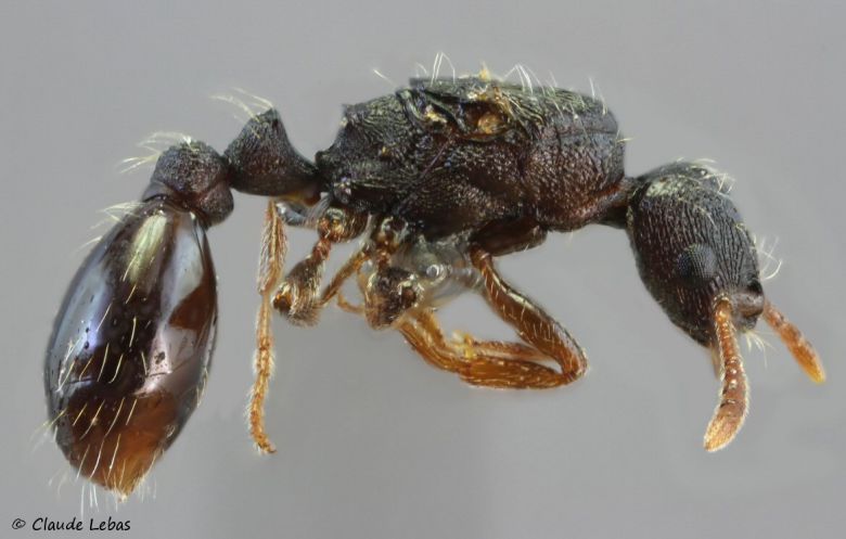 reine Strongylognathus  huberi