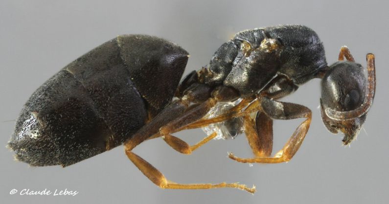 reine Tapinoma erraticum