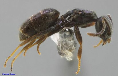 reine Tapinoma pigmaeum