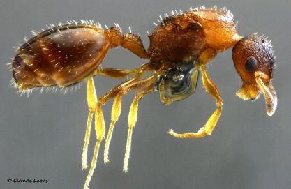 reine Temnothorax affinis