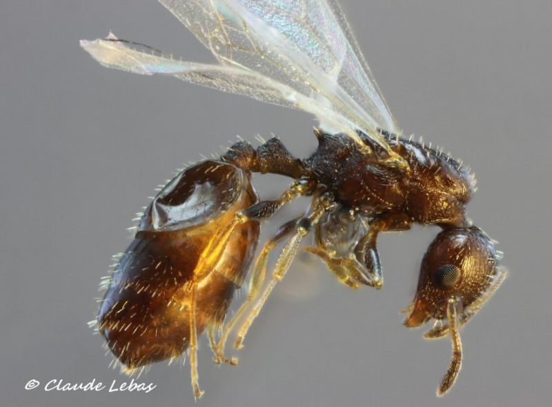 reine Temnothorax melas