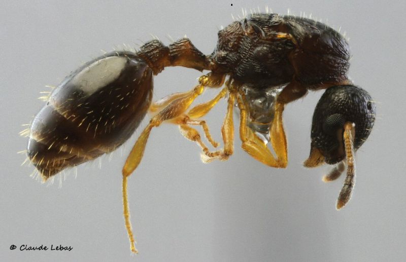 reine Temnothorax nadigi