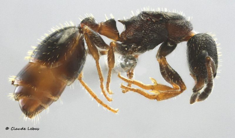 reine Temnothorax nigriceps