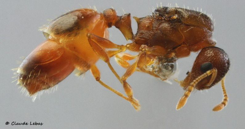 reine Temnothorax nylanderi