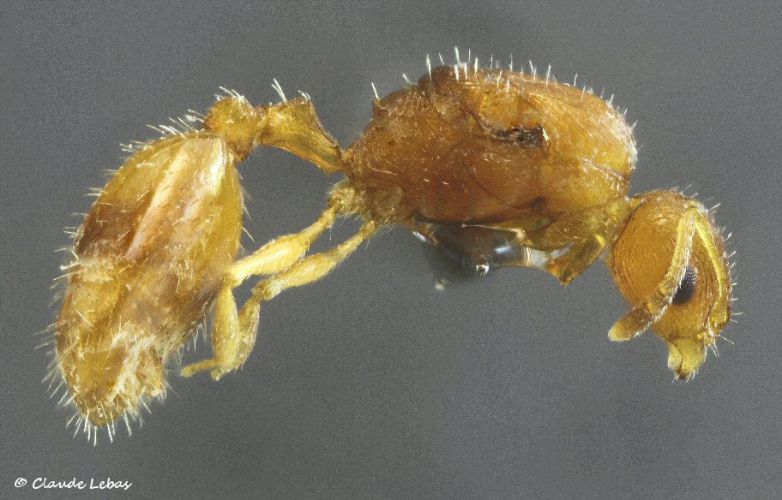 reine Temnothorax parvulus