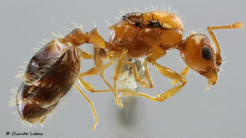 reine Temnothorax recedens