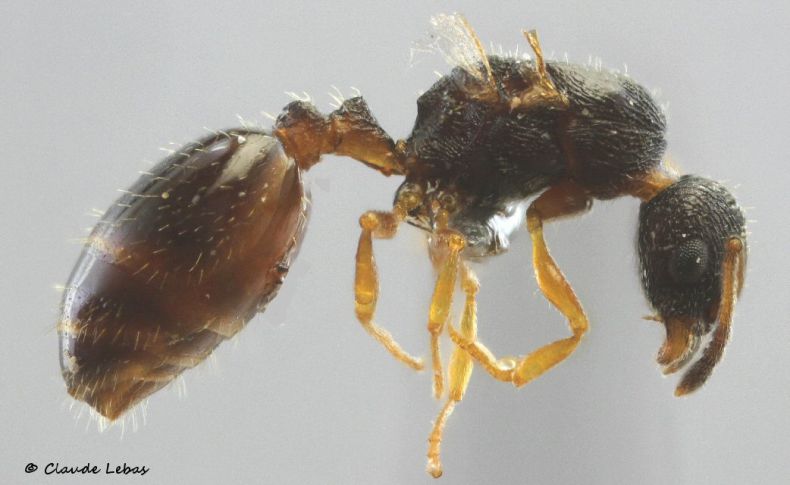 reine Temnothorax tuberum