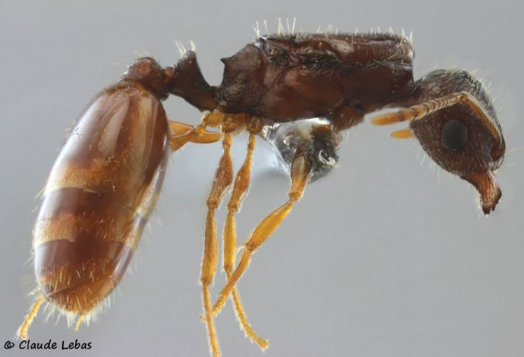 reine Tetramorium semilaeve