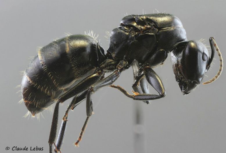 reine Camponotus vagus