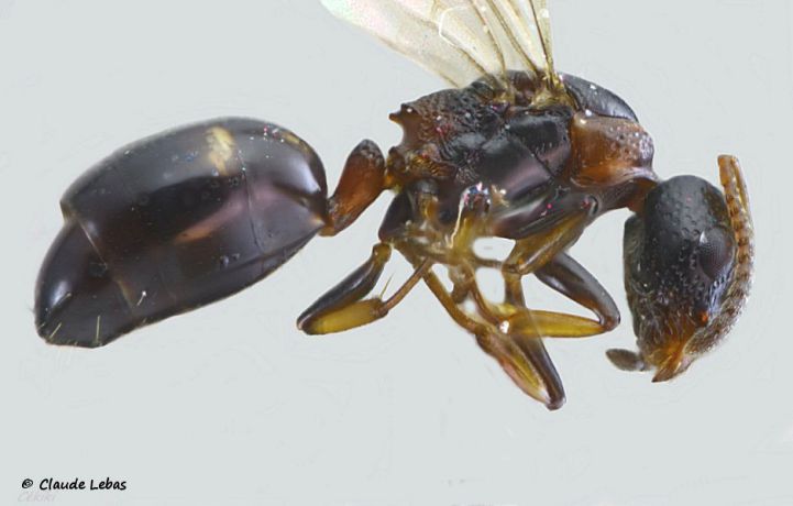 reine Dolichoderus quadripunctatus