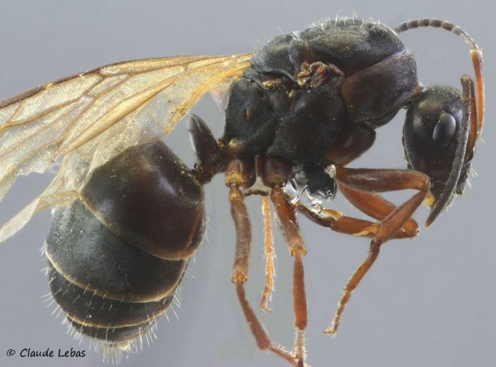 reine Formica gerardi