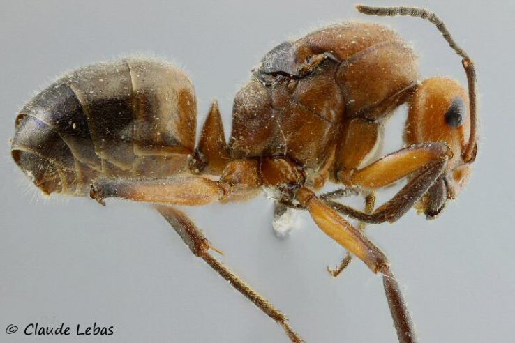 gyne Formica truncorum