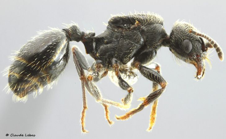 reine Goniomma hispanicum