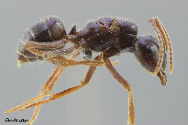 reine Lasius fuliginosus