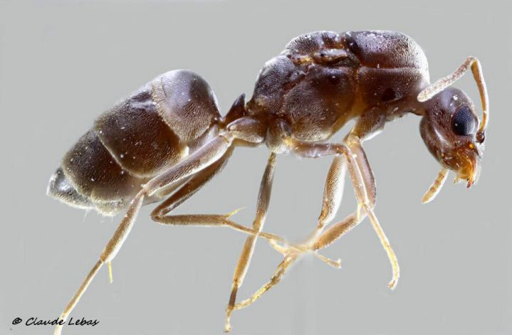 reine Linepithema humile