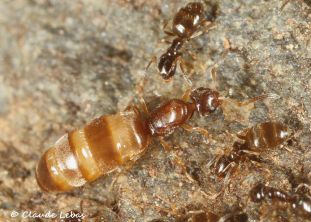 reine Plagiolepis taurica