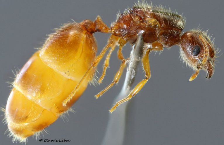 reine Pheidole pallidula
