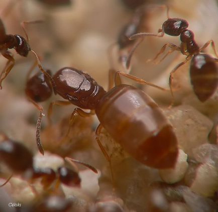 reine Plagiolepis taurica