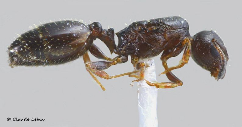 reine Temnothorax exilis