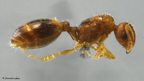 reine Temnothorax lichtensteini