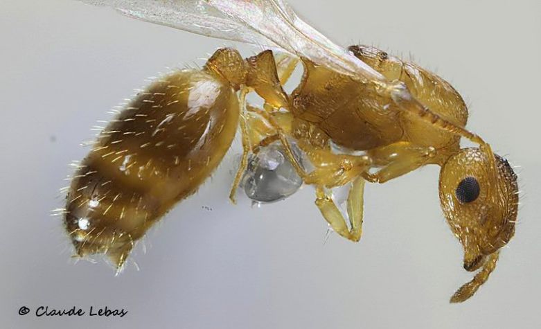 reine Temnothorax luteus