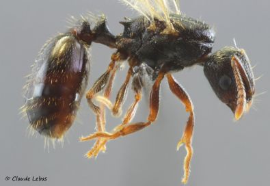 reine Tetramorium forte